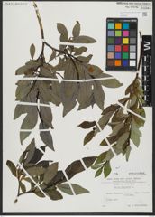 Foto von Salix hastata L.